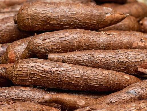Manioc