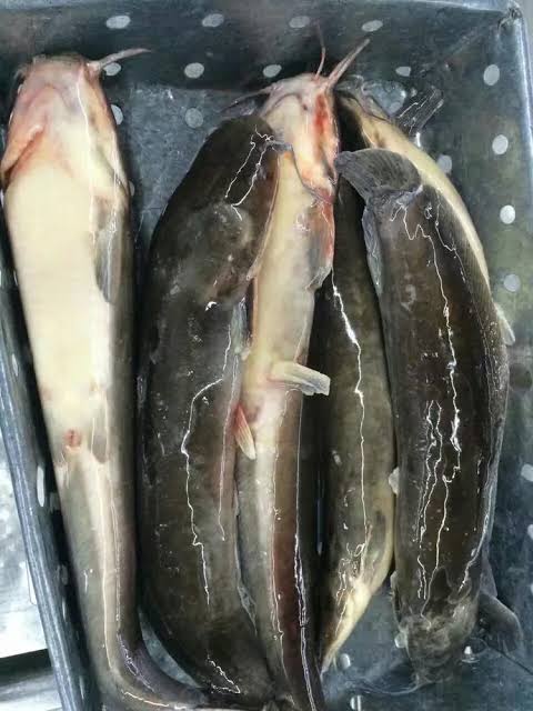 poisson chat