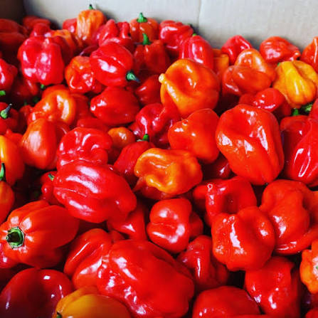 Piment frais au kg