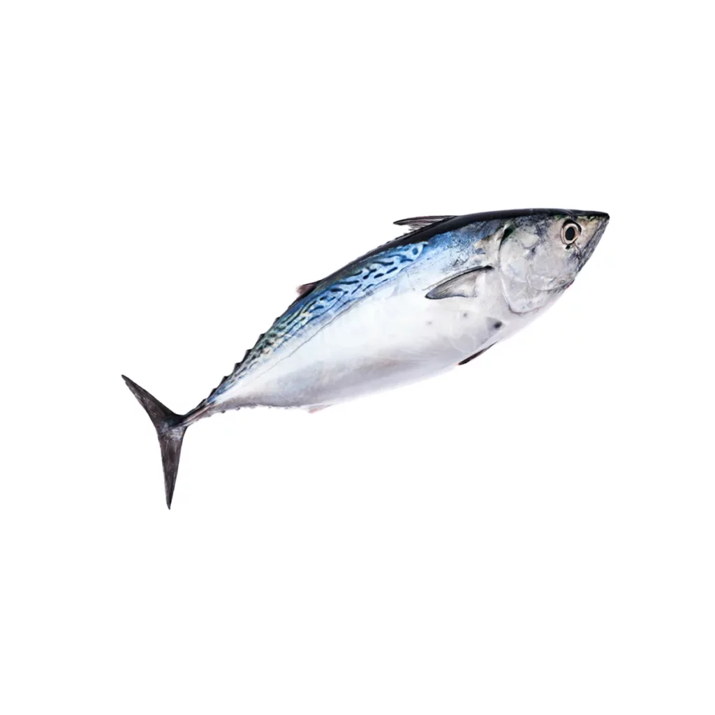 Thon en darne 800g