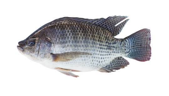 Tilapia gris au kg