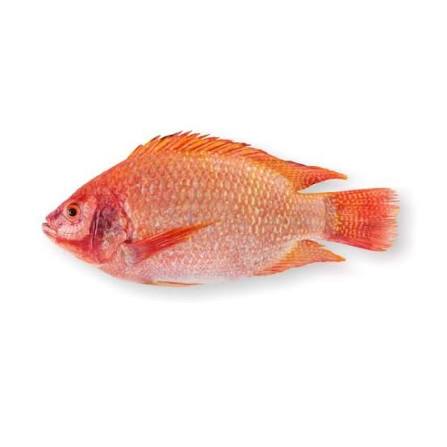 Tilapia rouge au kg
